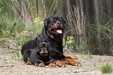 ROTTWEILER 235